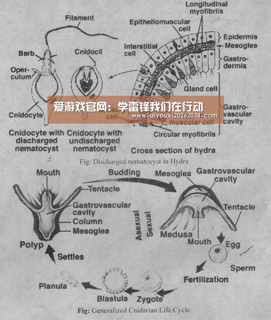 爱游戏官网:学雷锋我们在行动(图1) 爱游戏体育