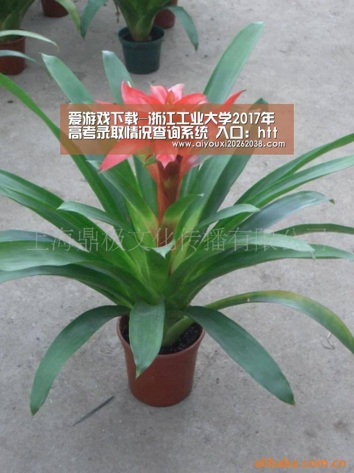 爱游戏下载